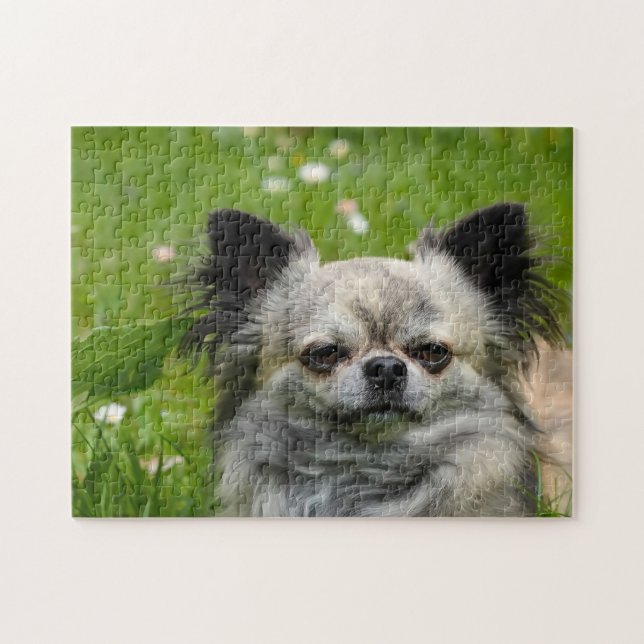Chihuahua Dogs. Jigsaw Puzzle (Horizontal)
