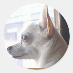 Chihuahua Face Profile Stickers
