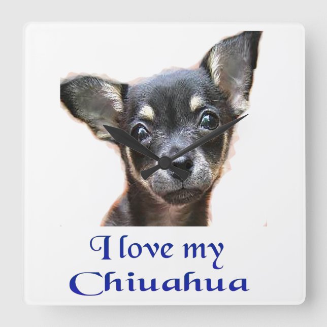 Chihuahua gifts square wall clock (Front)