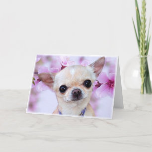 Chihuahua greeting card