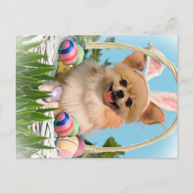 Chihuahua Happy Easter  Gifts Holiday Postcard (Front)