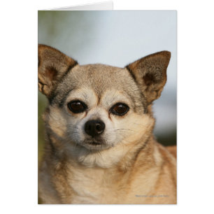 Chihuahua Headshot