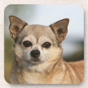 Chihuahua Headshot Coaster