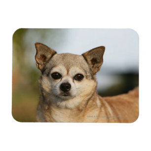 Chihuahua Headshot Magnet