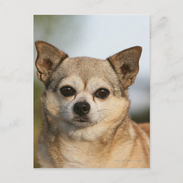 Chihuahua Headshot Postcard (Front)