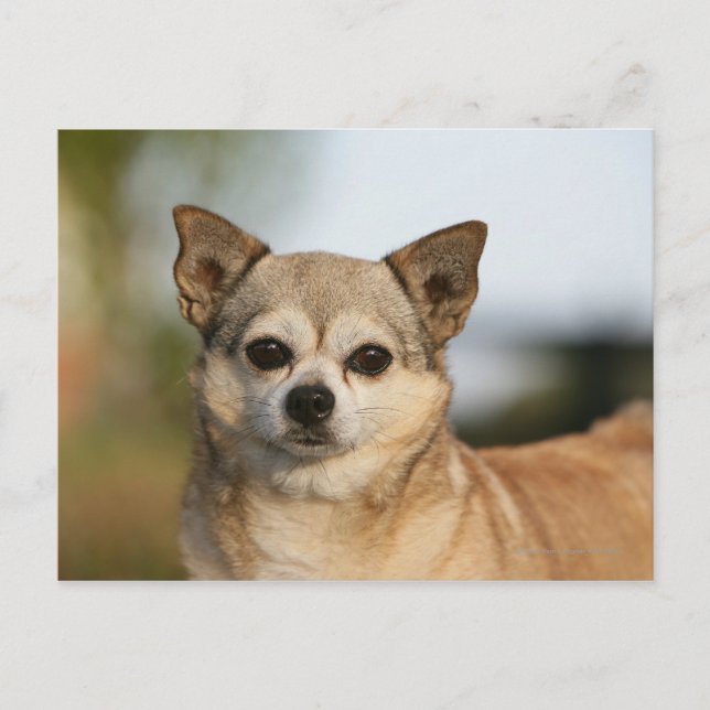 Chihuahua Headshot Postcard (Front)