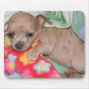 Chihuahua Hugs Mouse Pad