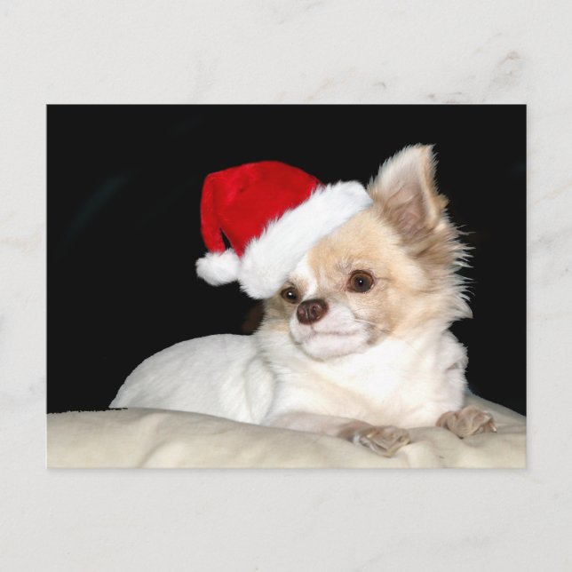 Chihuahua in a Santa Hat Holiday Postcard (Front)