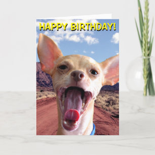 Chihuahua in desert birthday card