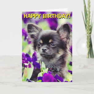 Chihuahua in flowers birthday card