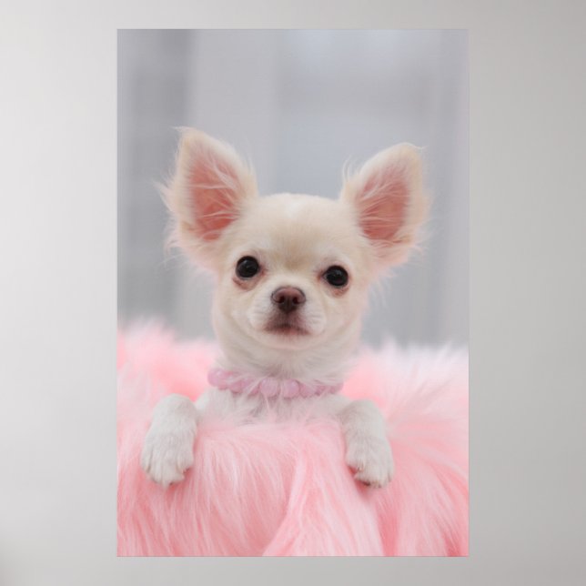 Chihuahua In Pink Poster (Front)