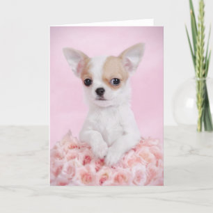 Chihuahua in pink with roses card