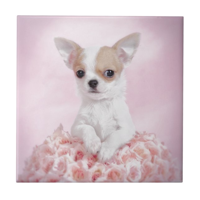 Chihuahua in pink with roses ceramic tile (Front)