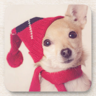 Chihuahua In Winter Cap Coaster