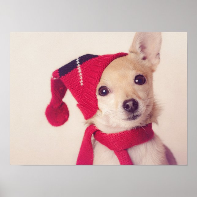 Chihuahua In Winter Cap Poster (Front)