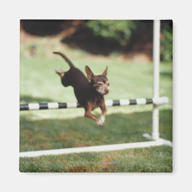 Chihuahua Jumping Hurdle Magnet (Front)