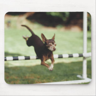 Chihuahua Jumping Hurdle Mouse Pad