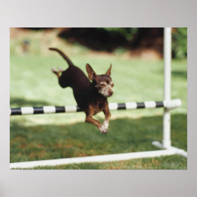 Chihuahua Jumping Hurdle Poster (Front)