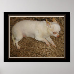 Chihuahua Keeping One Eye Open Poster