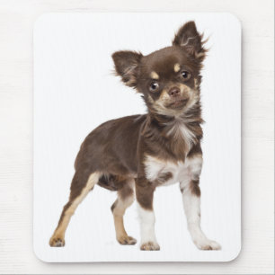 Chihuahua Long Hair Brown & White Puppy Dog Mouse Pad