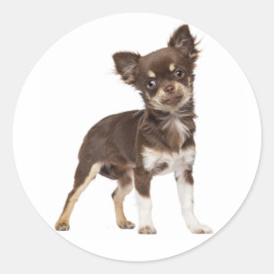 Chihuahua Long Hair Puppy Dog Stickers / Seals