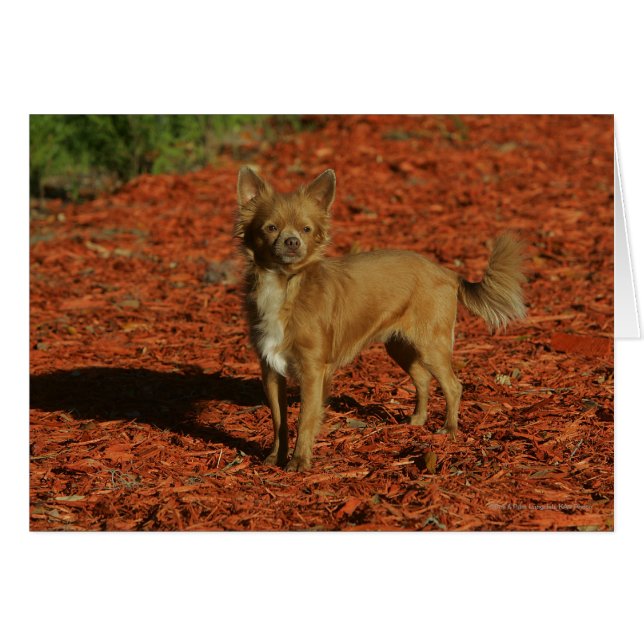 Chihuahua Looking at Camera (Front Horizontal)