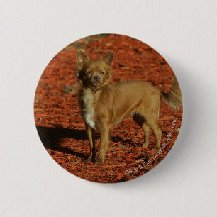 Chihuahua Looking at Camera 6 Cm Round Badge