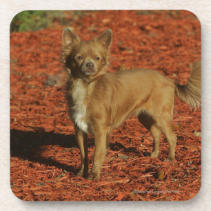 Chihuahua Looking at Camera Coaster