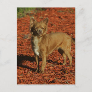 Chihuahua Looking at Camera Postcard