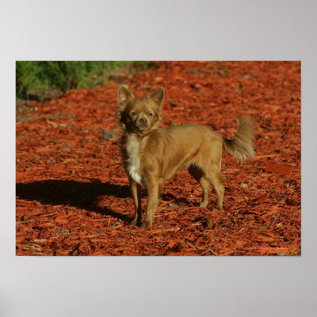 Chihuahua Looking at Camera Poster (Front)