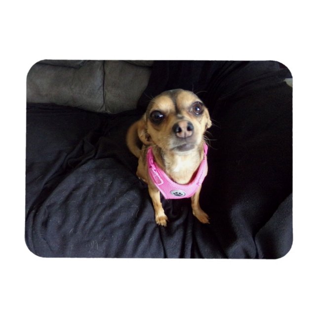 Chihuahua Looking at You No 2 Flexible Magnet (Horizontal)