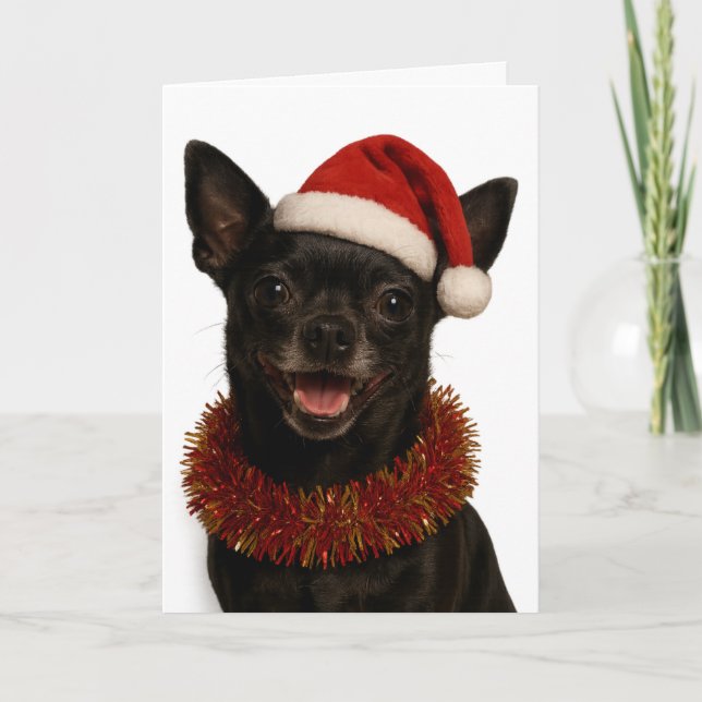 Chihuahua looking cheeky Santa hat Christmas card (Front)