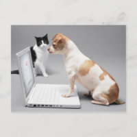 Chihuahua looking into the screen of a laptop