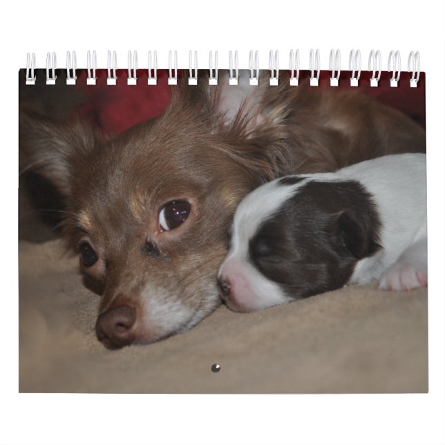 Chihuahua Love Calendar (Cover)