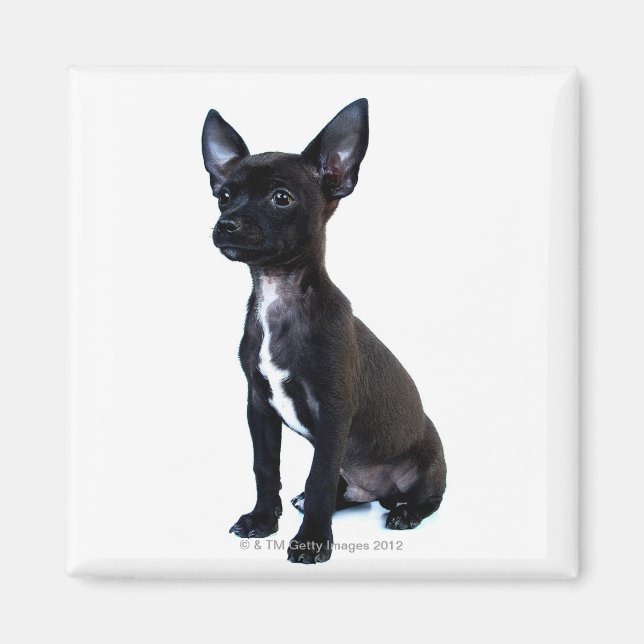 Chihuahua Magnet (Front)