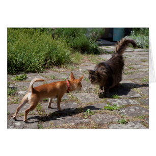 Chihuahua Meets Cat