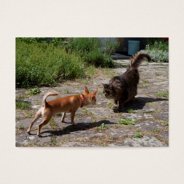Chihuahua Meets Cat (Front)