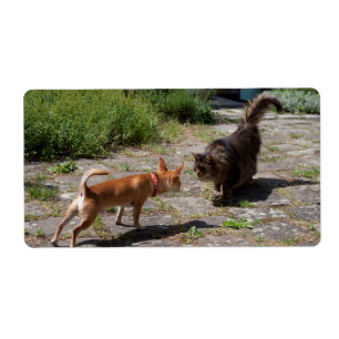 Chihuahua Meets Cat