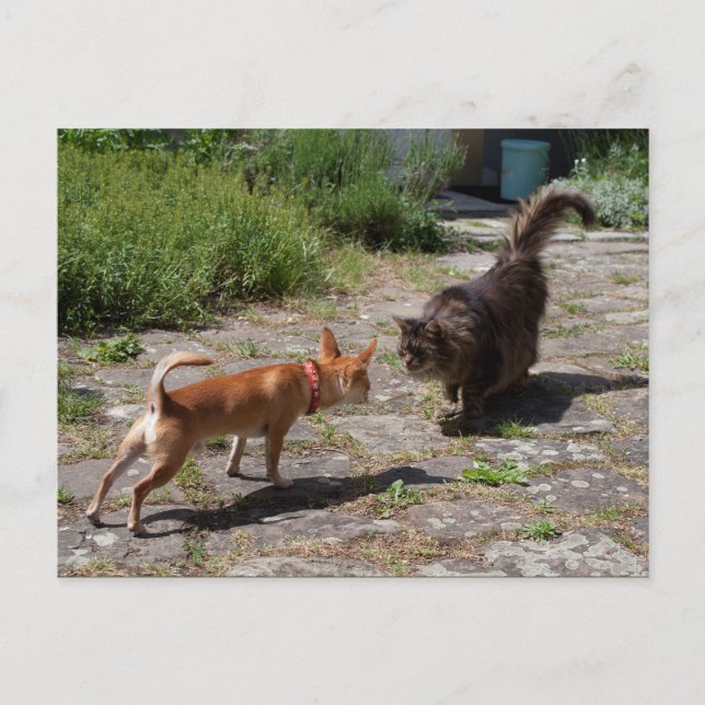 Chihuahua Meets Cat Postcard (Front)
