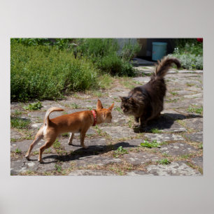 Chihuahua Meets Cat Poster