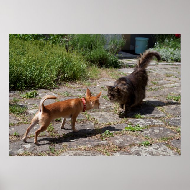 Chihuahua Meets Cat Poster (Front)