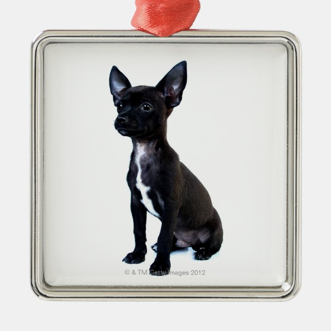 Chihuahua Metal Tree Decoration (Front)