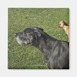 Chihuahua on Great Dane's back 2 Magnet