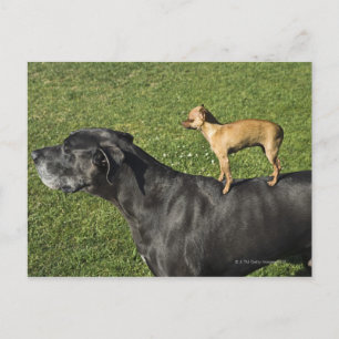 Chihuahua on Great Dane's back 2 Postcard
