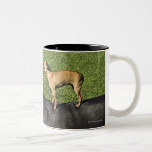 Chihuahua on Great Dane's back 2 Two-Tone Coffee Mug