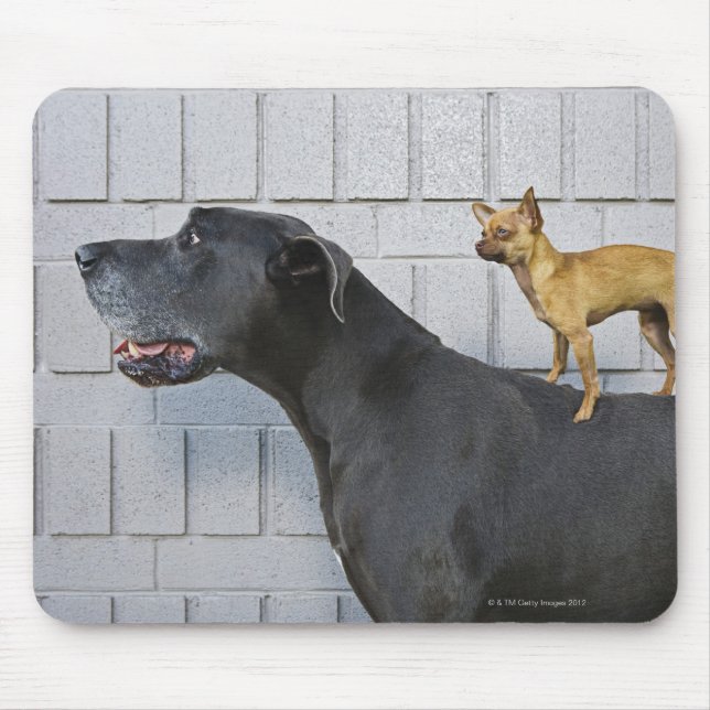 Chihuahua on Great Dane's back Mouse Pad (Front)