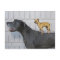 Chihuahua on Great Dane's back