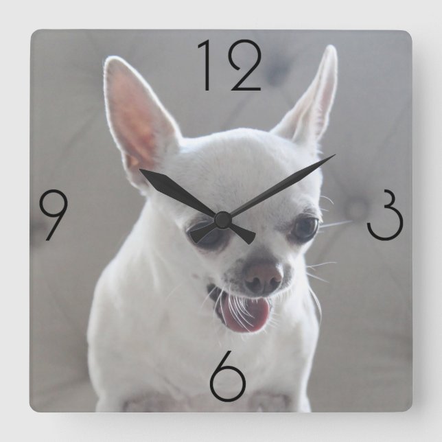 Chihuahua Photo Large Square Wall Clock (Front)