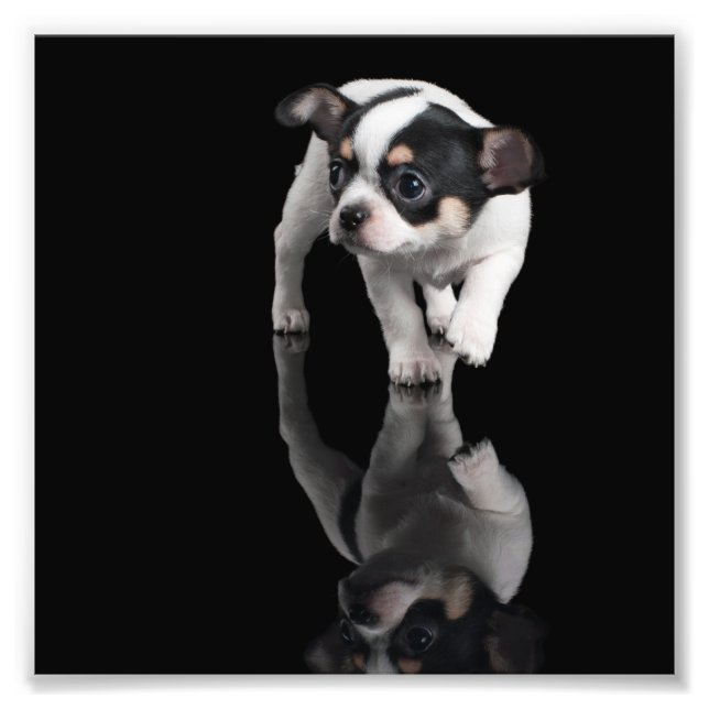 Chihuahua Photo Print (Front)