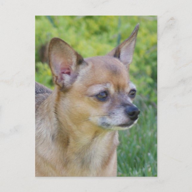Chihuahua Postcard (Front)